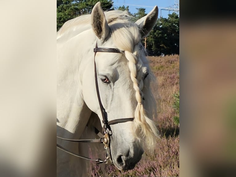 PRE Caballo castrado 8 años 168 cm Tordo in Herzogenaurach