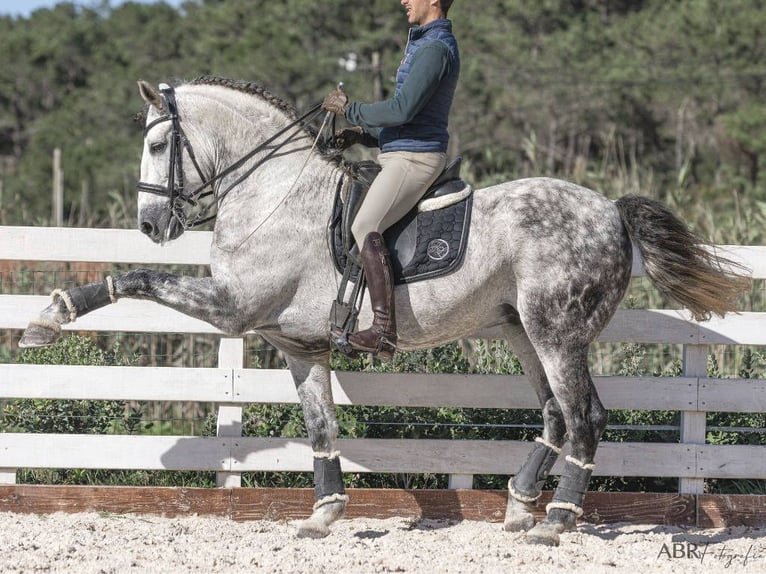 PRE Mestizo Caballo castrado 8 años 168 cm Tordo rodado in Navas Del Madroño