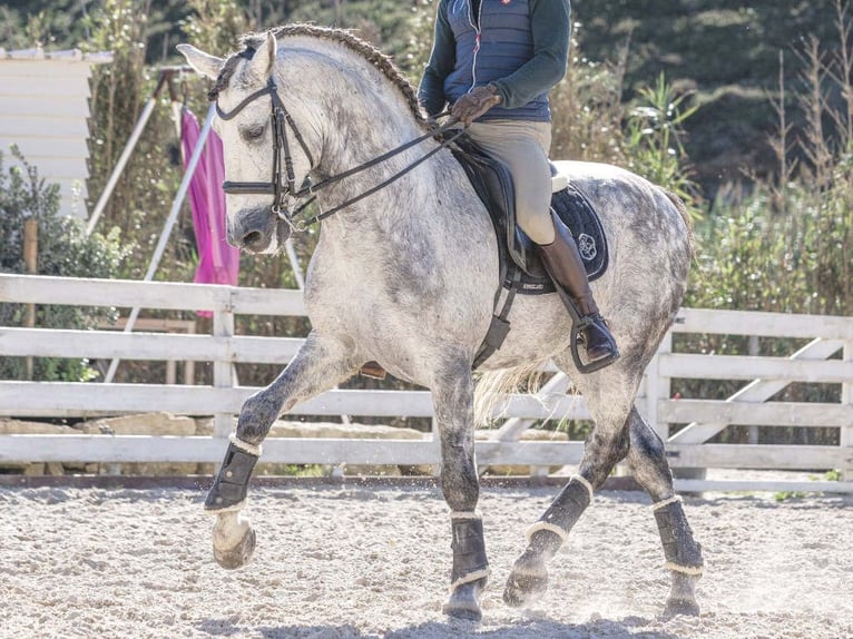 PRE Mestizo Caballo castrado 8 años 168 cm Tordo rodado in Navas Del Madroño