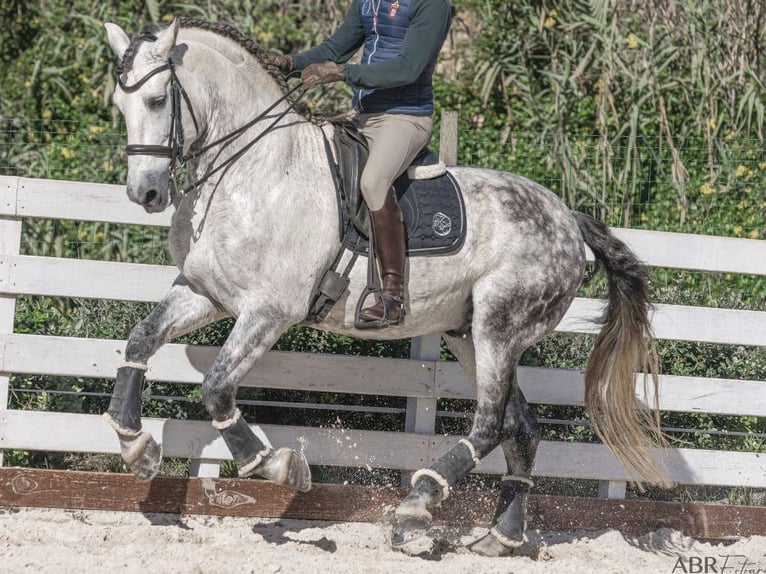 PRE Mestizo Caballo castrado 8 años 168 cm Tordo rodado in Navas Del Madroño