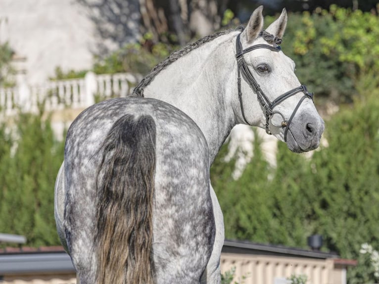 PRE Mestizo Caballo castrado 8 años 168 cm Tordo rodado in Navas Del Madroño