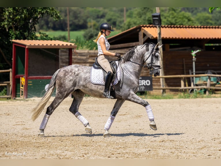 PRE Caballo castrado 8 años 168 cm Tordo rodado in Ullastrell