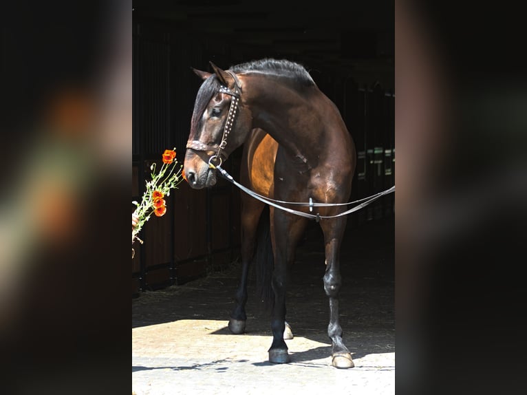 PRE Caballo castrado 8 años 169 cm Castaño oscuro in Santok