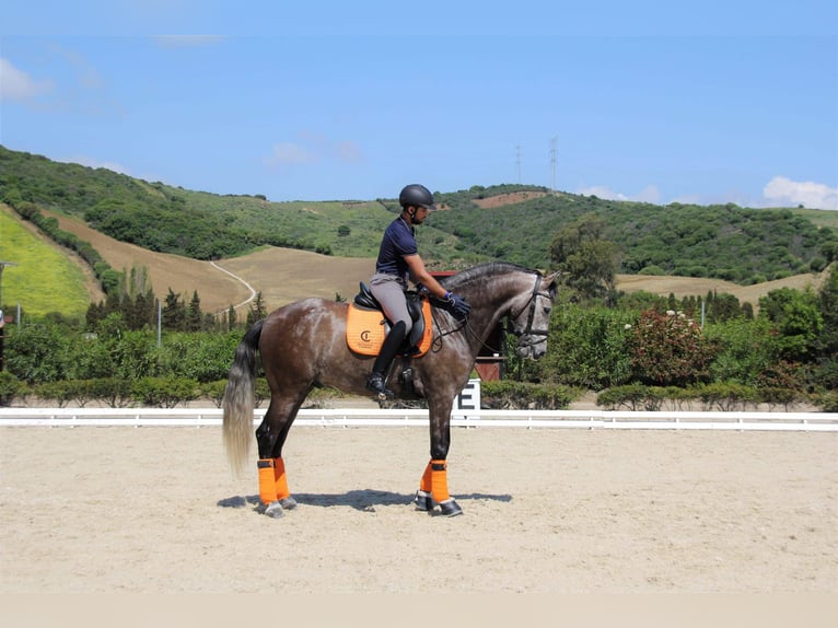 PRE Caballo castrado 8 años 169 cm Tordo in Los Mochuelos