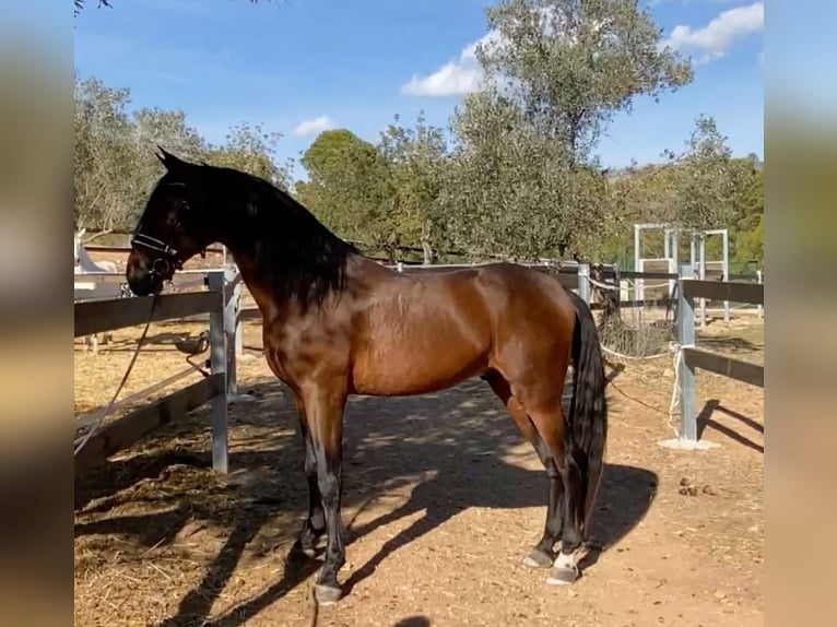 PRE Caballo castrado 8 años 170 cm Castaño in la nucia