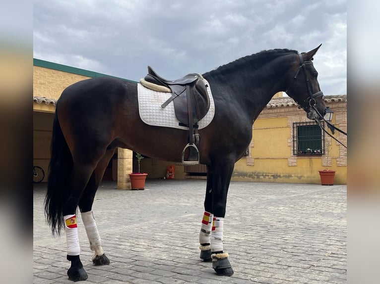 PRE Mestizo Caballo castrado 8 años 170 cm Castaño in Renedo De Esgueva