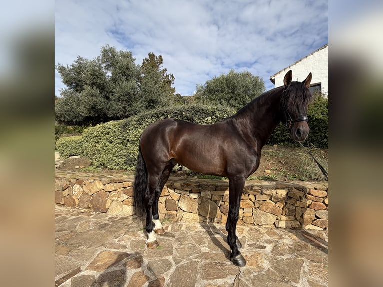 PRE Mestizo Caballo castrado 8 años 170 cm Castaño oscuro in Campo De Camara (Almogia)