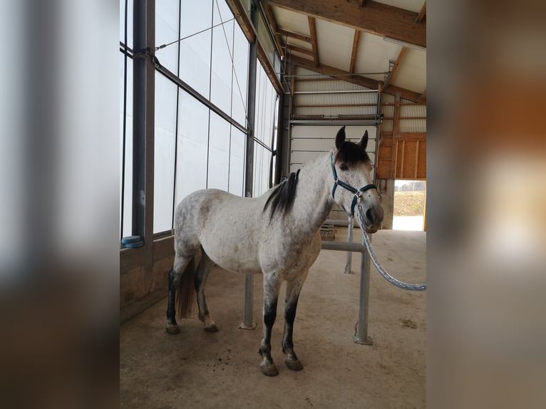 PRE Mestizo Caballo castrado 8 años 170 cm Tordo picazo in Dinkelsbühl