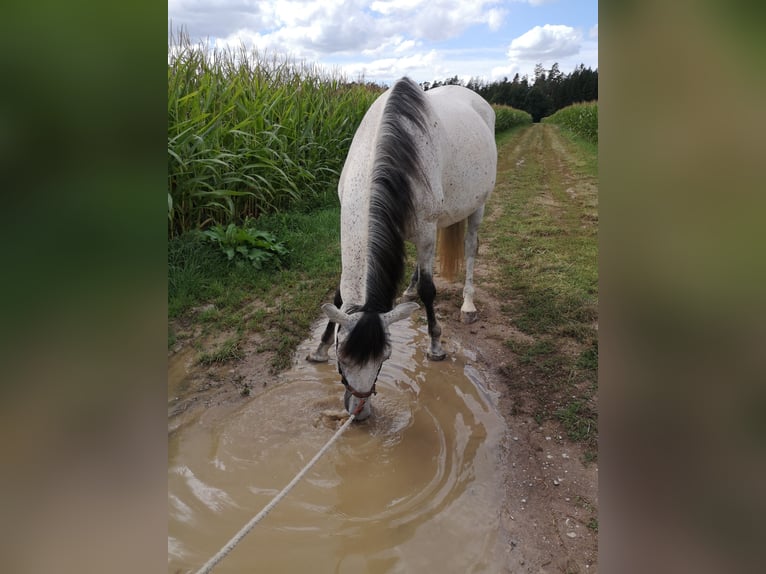 PRE Caballo castrado 8 años 170 cm Tordo rodado in Dinkelsbühl