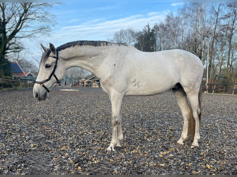 PRE Mestizo Caballo castrado 8 años 171 cm Tordo in Hengelo