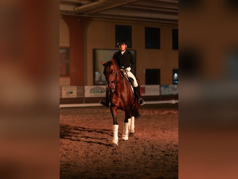 PRE Caballo castrado 8 años 172 cm Castaño in Mornico al serio (BG)