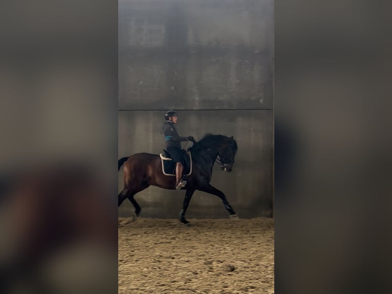 PRE Caballo castrado 8 años 172 cm Castaño in Mornico al serio (BG)