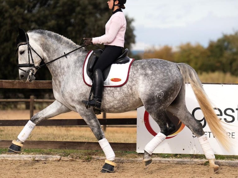 PRE Mestizo Caballo castrado 8 años 172 cm Tordo in Navas Del Madroño