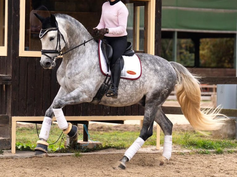 PRE Mestizo Caballo castrado 8 años 172 cm Tordo in Navas Del Madroño