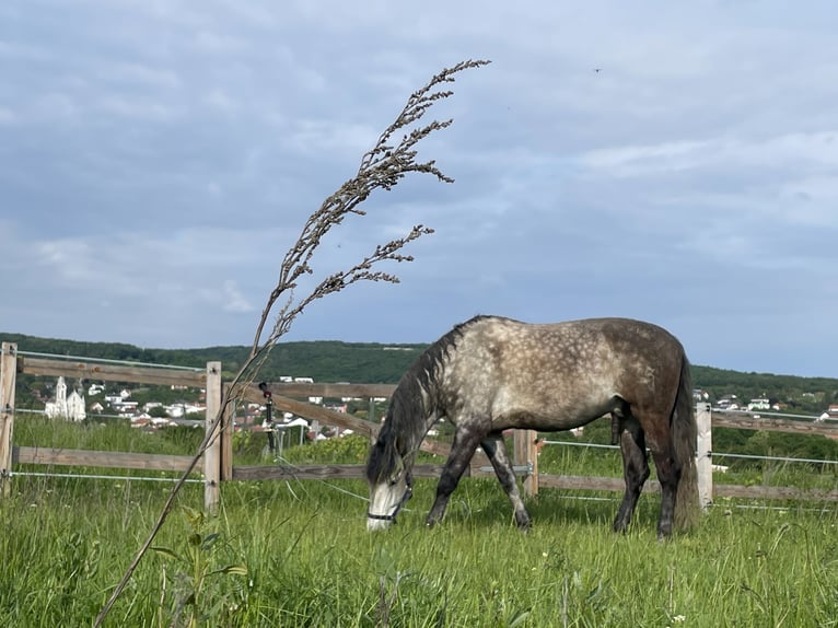 PRE Caballo castrado 8 años 172 cm Tordo in M&#xFC;llendorf