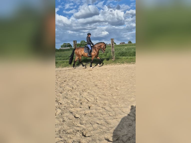 PRE Caballo castrado 8 años 174 cm Castaño in Duisburg