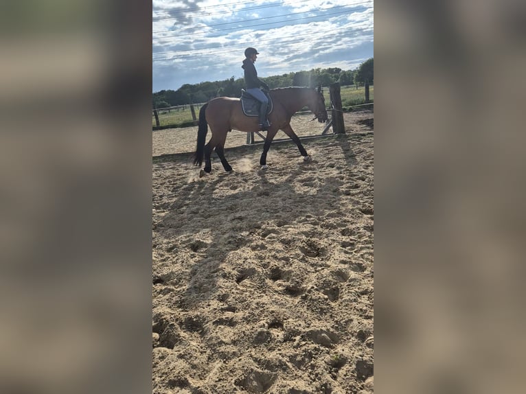 PRE Caballo castrado 8 años 174 cm Castaño in Duisburg