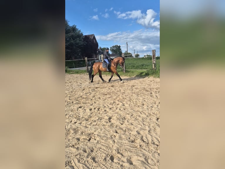 PRE Caballo castrado 8 años 174 cm Castaño in Duisburg