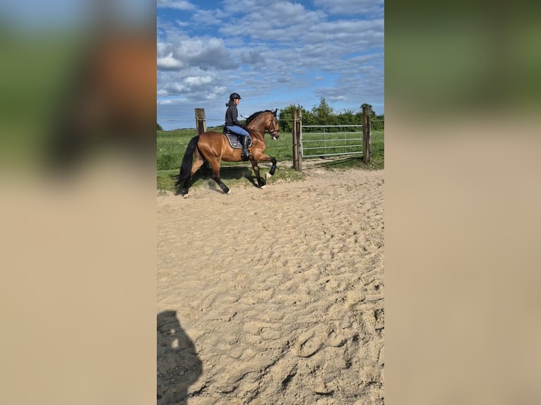PRE Caballo castrado 8 años 174 cm Castaño in Duisburg