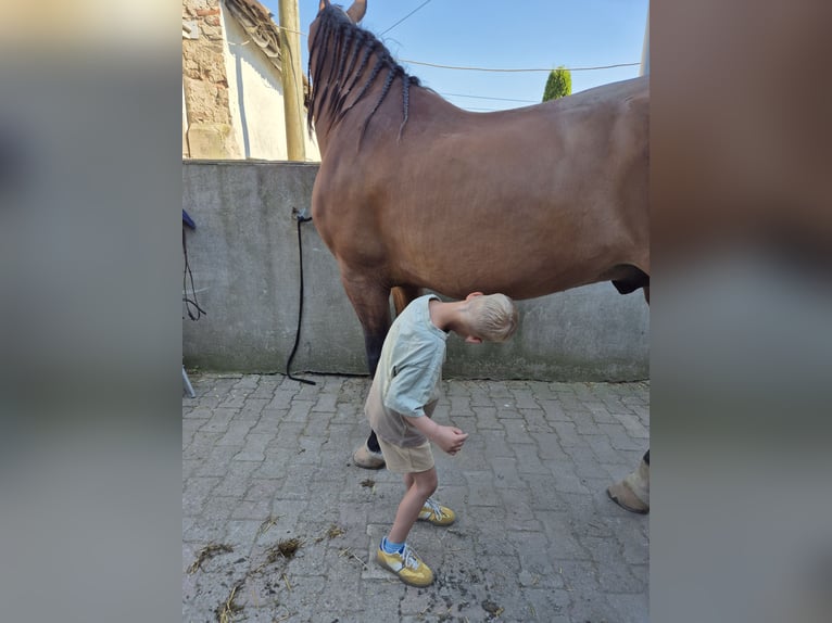 PRE Caballo castrado 8 años 174 cm Castaño in Duisburg