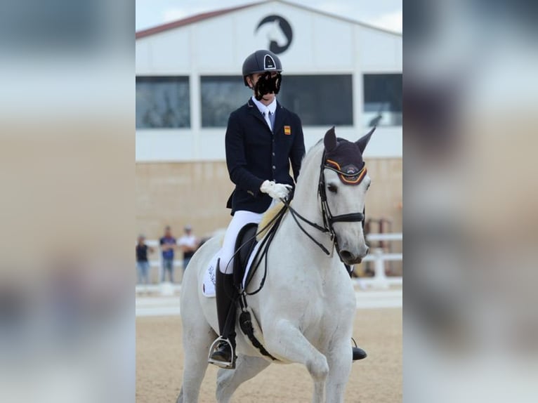 PRE Caballo castrado 8 años 174 cm Tordo in Valladolid