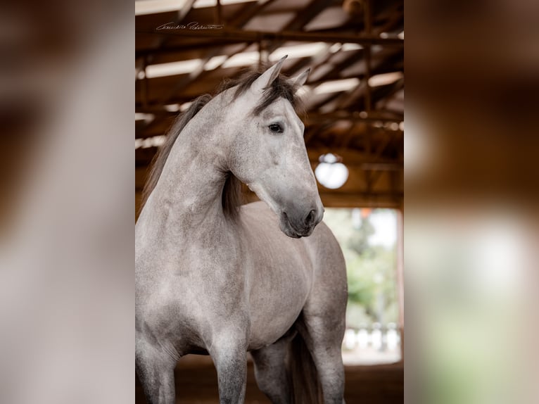 PRE Mestizo Caballo castrado 8 años 175 cm in El Catllar
