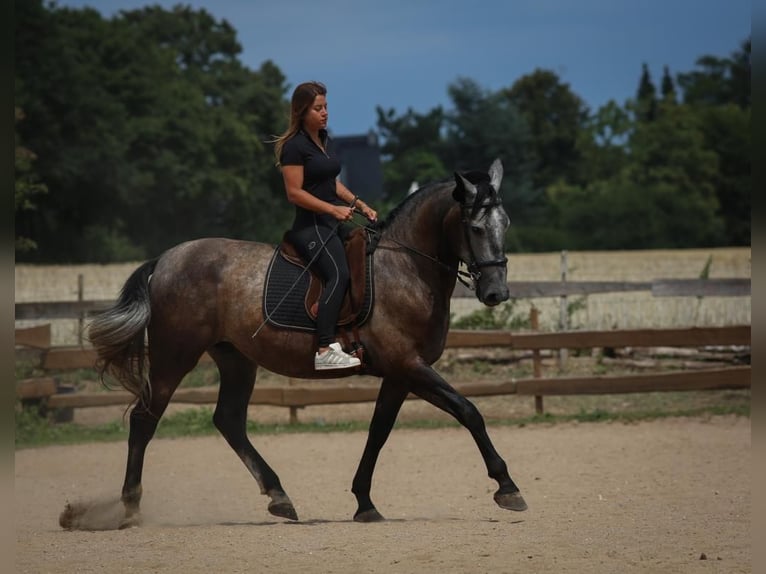 PRE Mestizo Caballo castrado 8 años 178 cm Musgo in Wermelskirchen