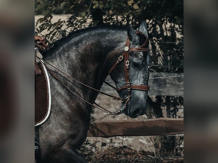 PRE Mestizo Caballo castrado 8 años 178 cm Musgo in Wermelskirchen