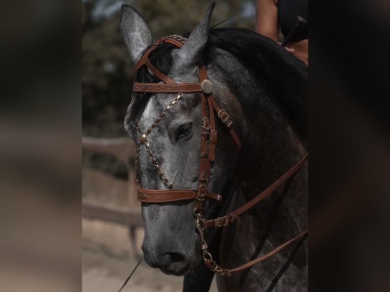 PRE Mestizo Caballo castrado 8 años 178 cm Musgo in Wermelskirchen