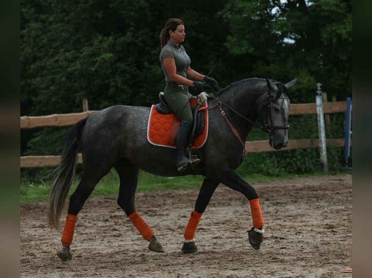 PRE Mestizo Caballo castrado 8 años 178 cm Musgo in Wermelskirchen