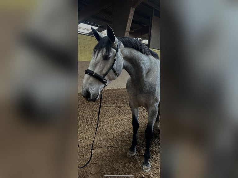 PRE Mestizo Caballo castrado 8 años 178 cm Musgo in Wermelskirchen