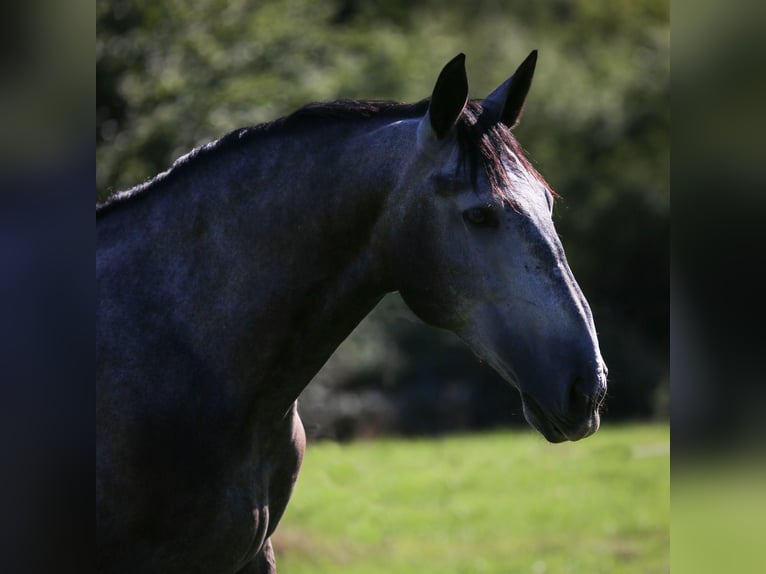 PRE Mestizo Caballo castrado 8 años 178 cm Musgo in Wermelskirchen