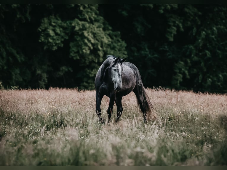 PRE Mestizo Caballo castrado 8 años 178 cm Musgo in Wermelskirchen