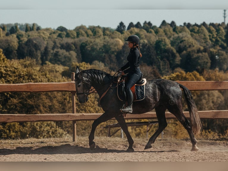 PRE Mestizo Caballo castrado 8 años 178 cm Musgo in Wermelskirchen