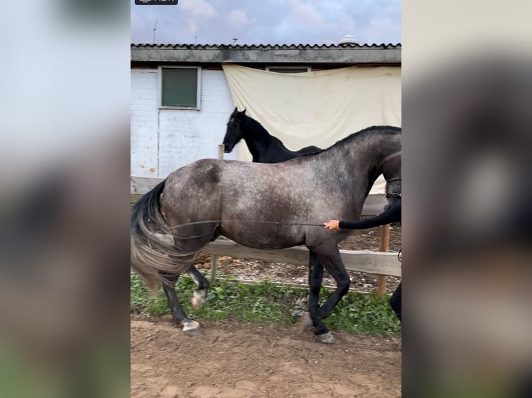 PRE Mestizo Caballo castrado 8 años 178 cm Musgo in Wermelskirchen