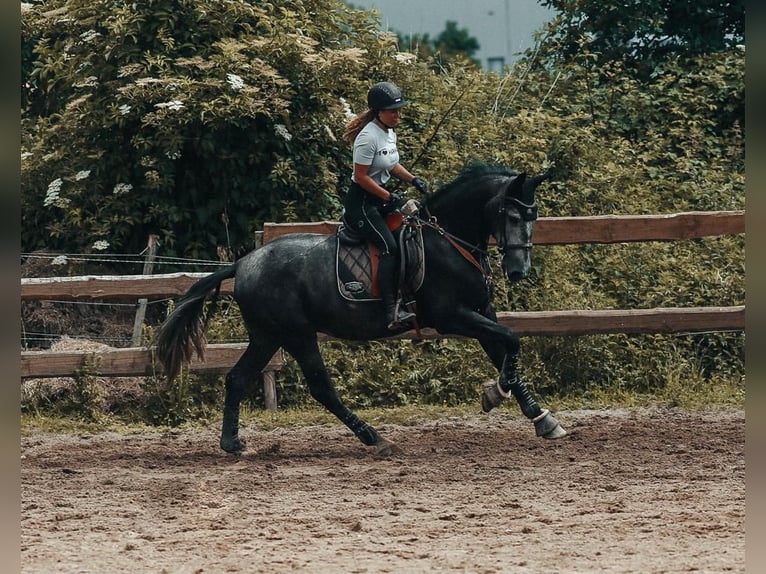 PRE Mestizo Caballo castrado 8 años 178 cm Musgo in Wermelskirchen