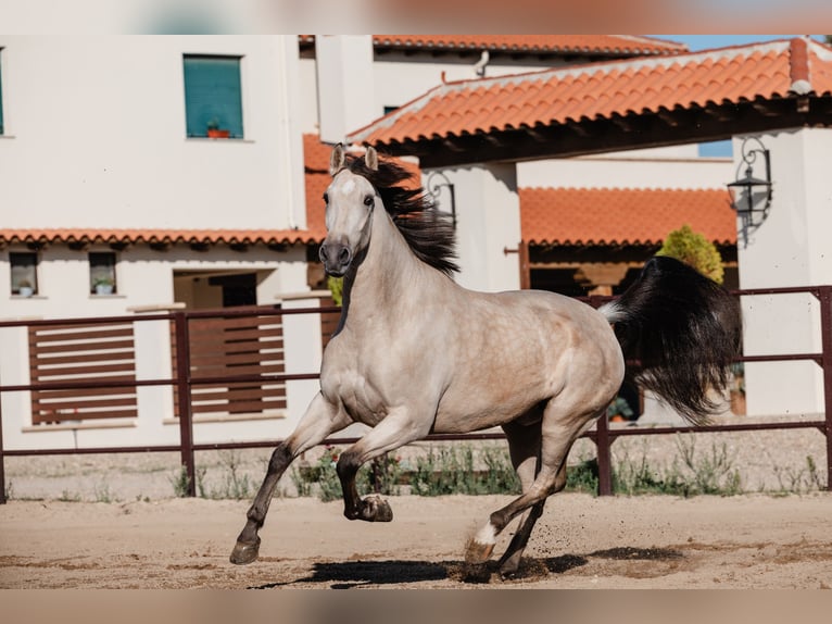 PRE Caballo castrado 8 años Bayo in SALAMANCA