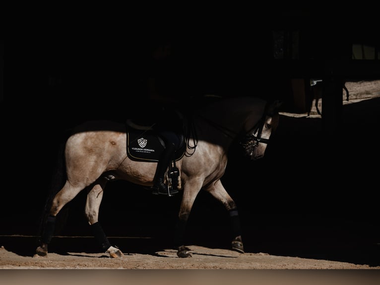 PRE Caballo castrado 8 años Bayo in SALAMANCA