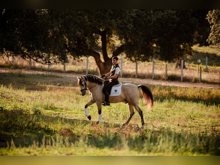 PRE Caballo castrado 8 años Bayo in SALAMANCA