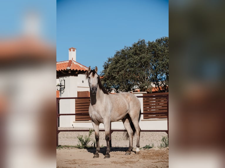 PRE Caballo castrado 8 años Bayo in SALAMANCA