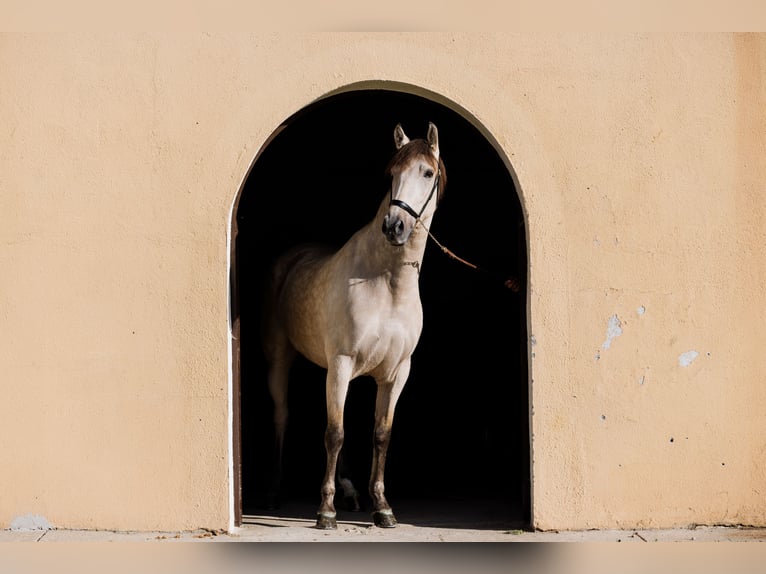 PRE Caballo castrado 8 años Bayo in SALAMANCA