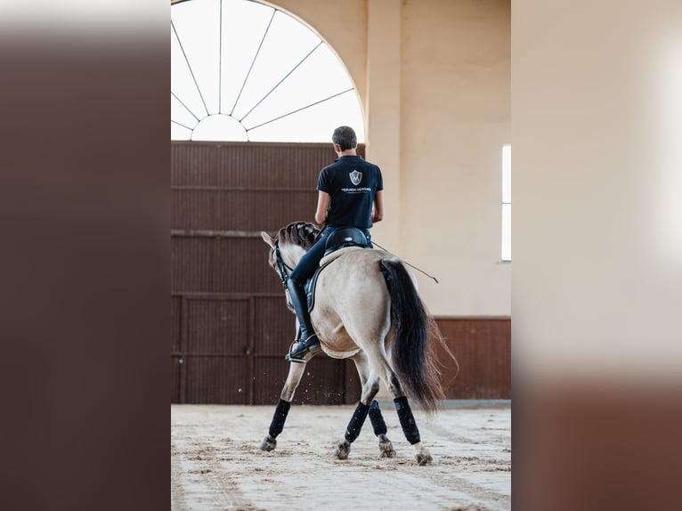 PRE Caballo castrado 8 años Bayo in SALAMANCA