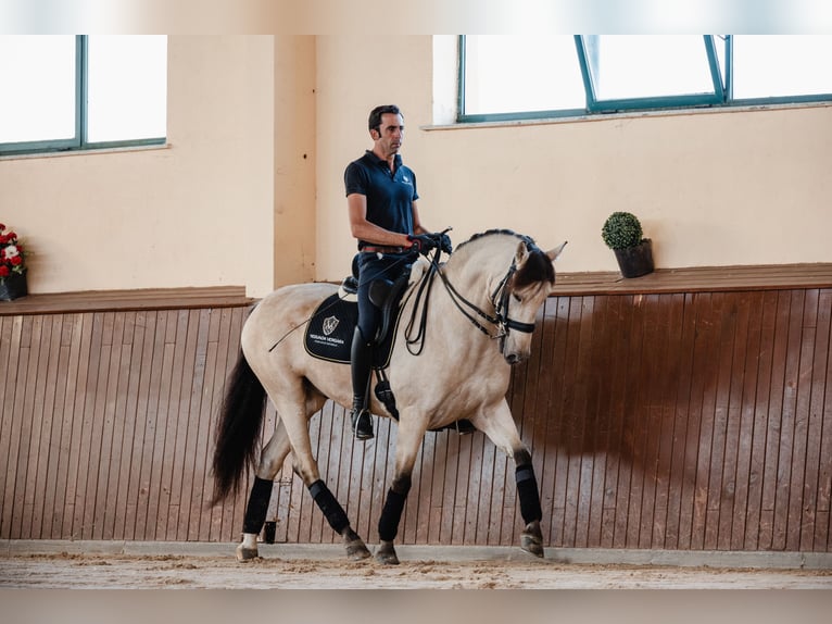 PRE Caballo castrado 8 años Bayo in SALAMANCA