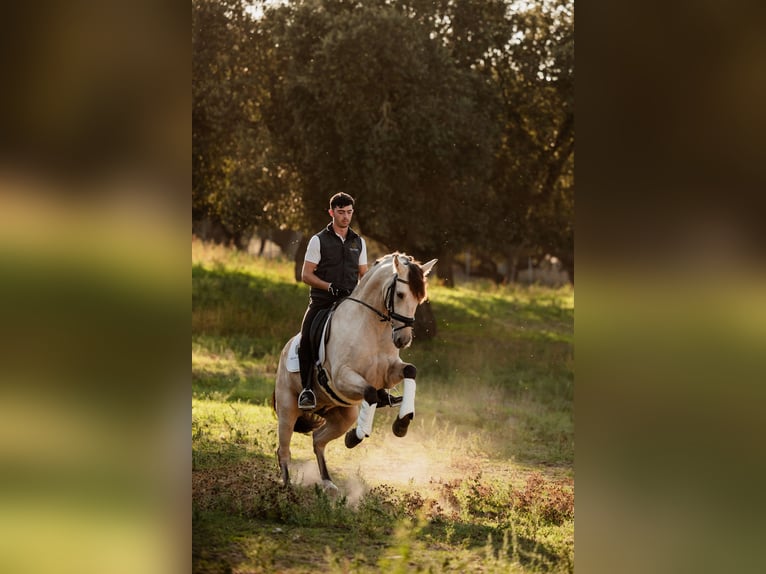 PRE Caballo castrado 8 años Bayo in SALAMANCA