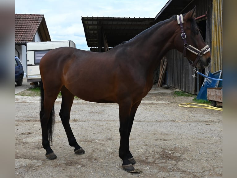 PRE Mestizo Caballo castrado 9 años 155 cm Castaño in Häuslenen