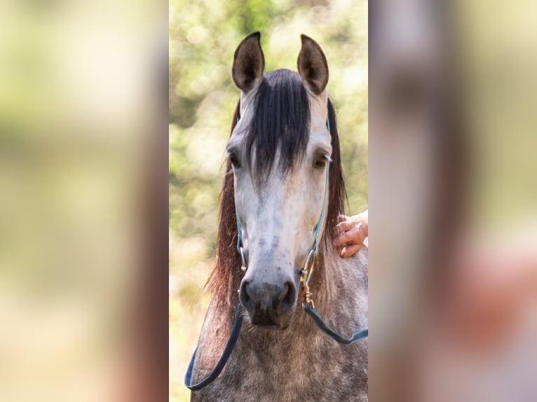 PRE Caballo castrado 9 años 155 cm Tordillo negro in Titisee-Neustadt