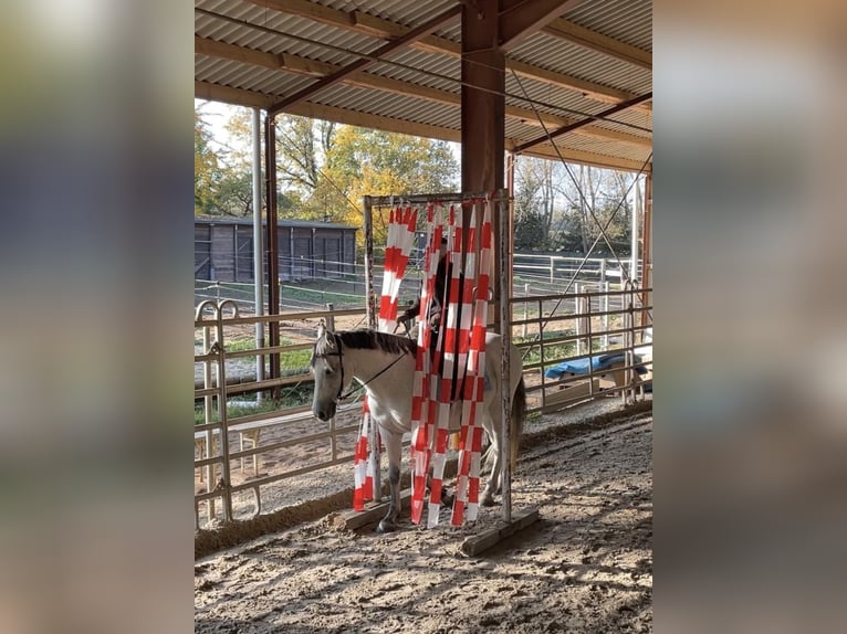 PRE Mestizo Caballo castrado 9 años 155 cm Tordo picazo in Wilsdruff