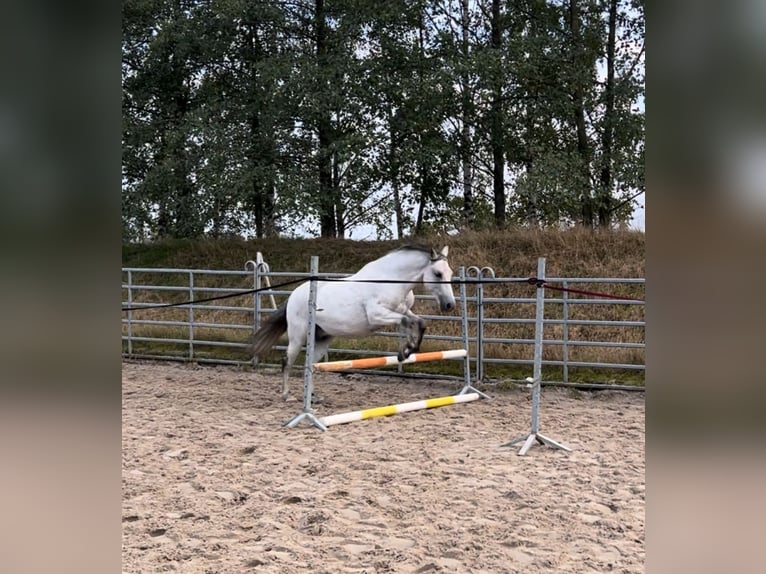 PRE Mestizo Caballo castrado 9 años 155 cm Tordo picazo in Wilsdruff