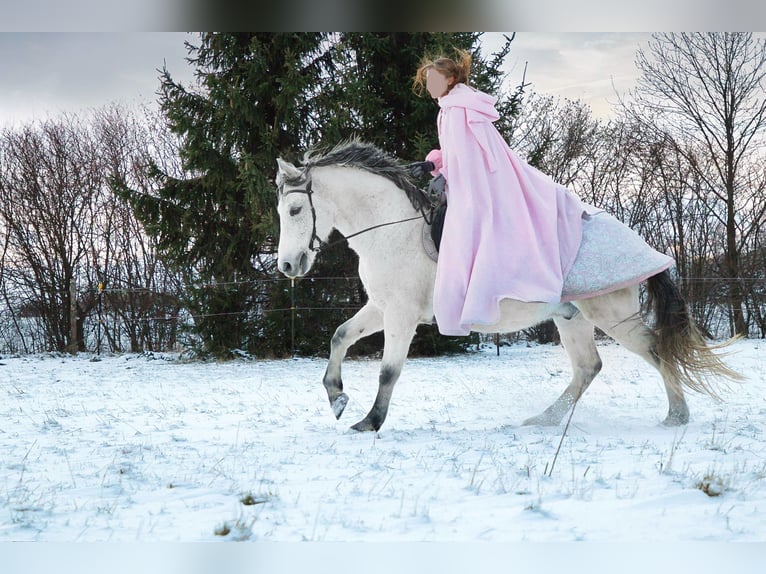 PRE Mestizo Caballo castrado 9 años 155 cm Tordo picazo in Wilsdruff