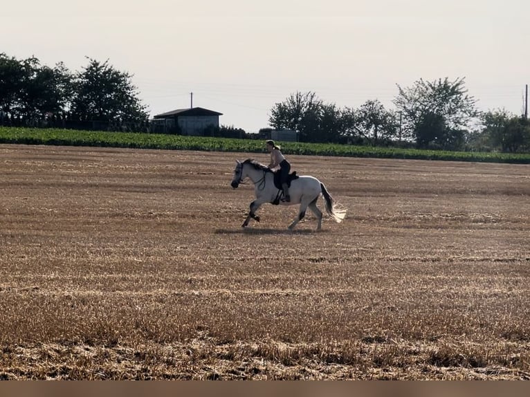 PRE Mestizo Caballo castrado 9 años 155 cm Tordo picazo in Wilsdruff